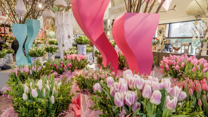 Hyacinths and tulip show