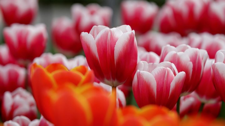 Hyazinthen und Tulpen