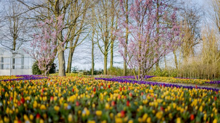 Jardin de Keukenhof près d'Amsterdam : le triomphe fleuri !