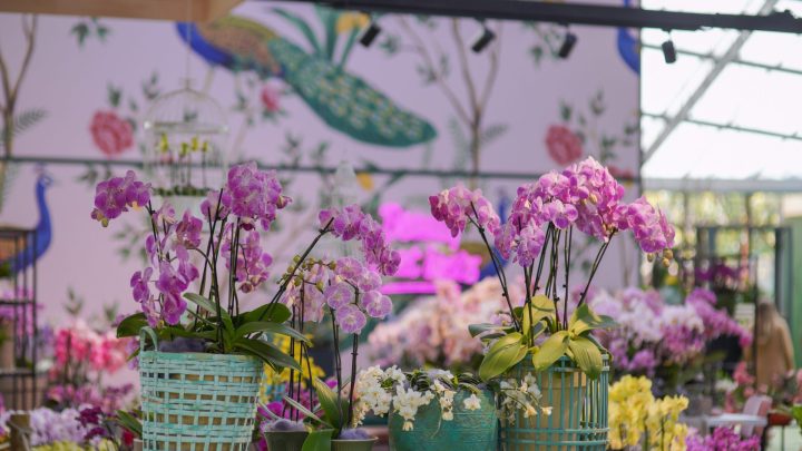 Exposition d'anthurium et d'orchidées