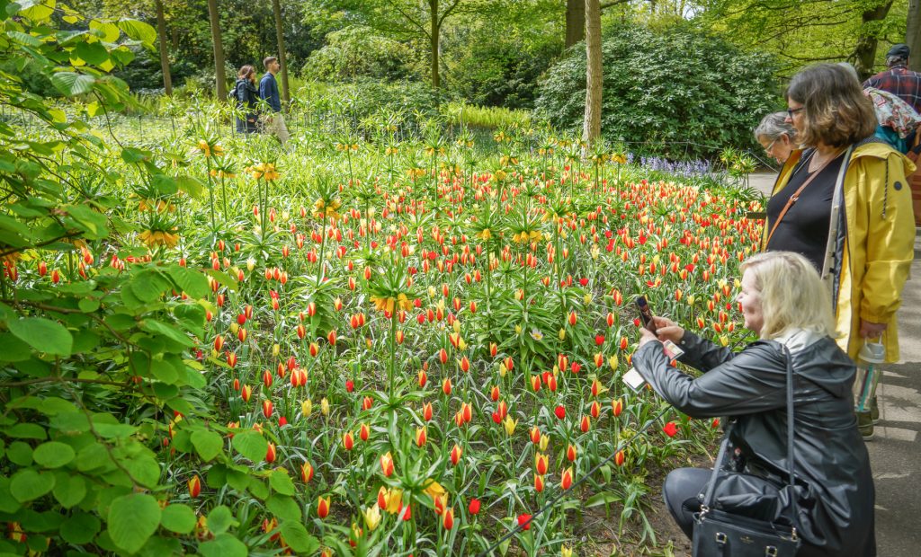 Biologische bloembollen