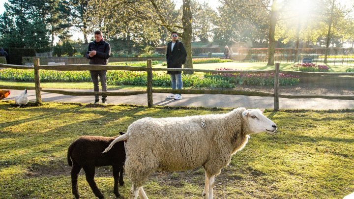 Les animaux dans la fermette