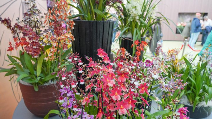 Orchid and Anthurium show