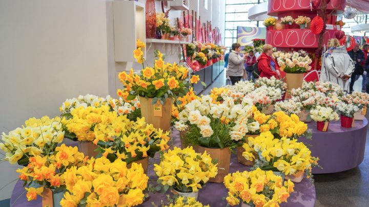 Narcissen en bijzondere bolgewassenshow