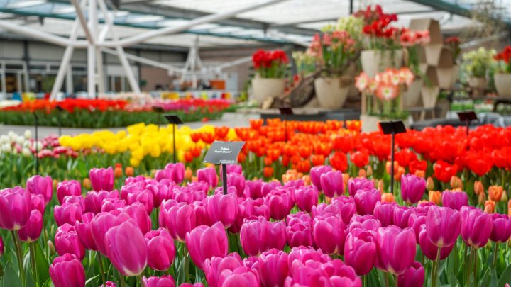 Exposition de fleurs et de plantes