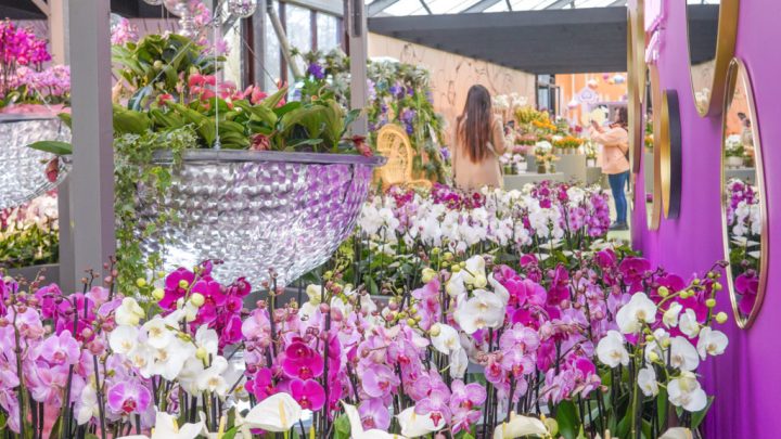 Bloemenshows in jubilerende Keukenhof  hebben verrassend decor en afwisselende kalender