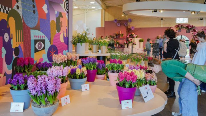 Tulpen en Hyacintenshow