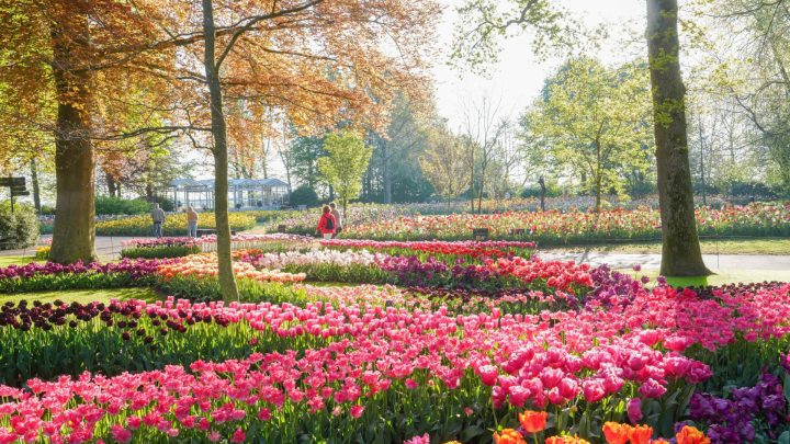 Keukenhof kijkt terug op stralend seizoen