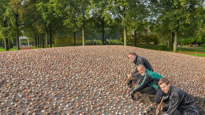 Keukenhof tuinmannen starten met planten