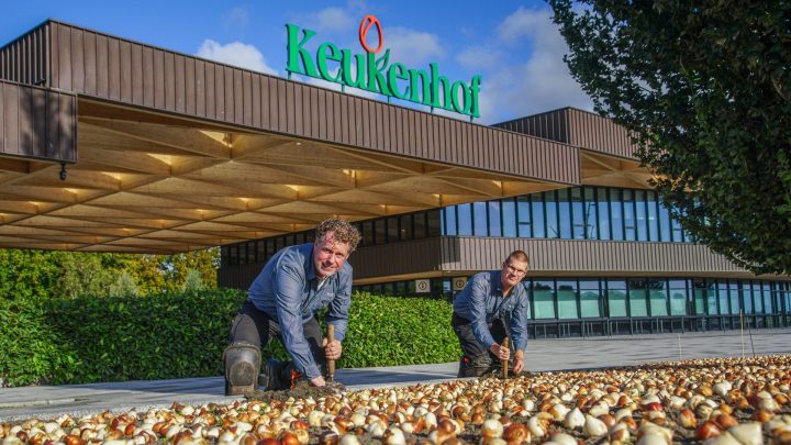 Keukenhof tuinmannen uit hun bol; plantseizoen gestart