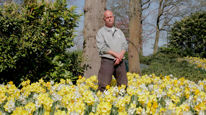 Gardener André about the daffodil