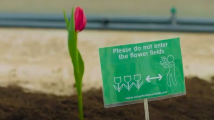 The Netherlands launces ‘human proof tulip’