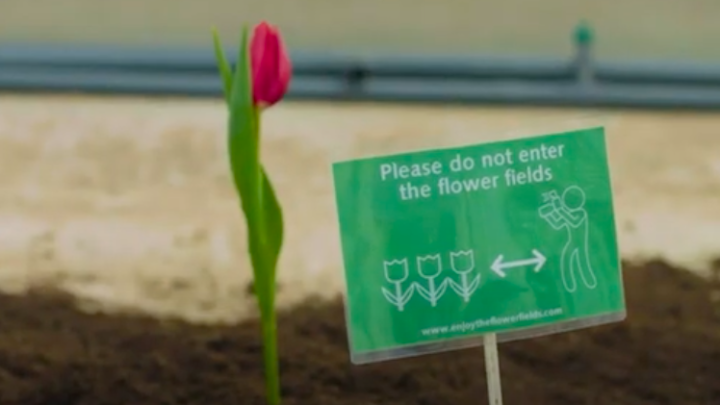 Nederland lanceert ‘human proof tulp’