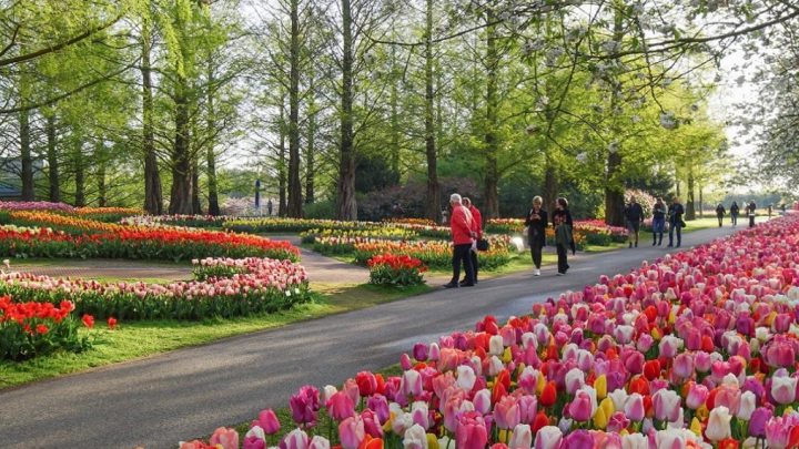 Successful Keukenhof season