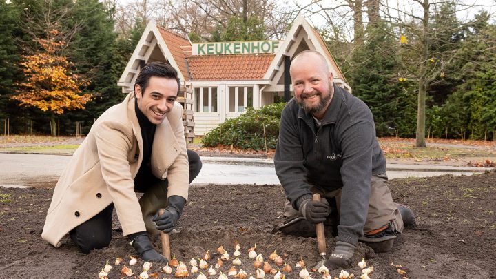 Aladdin plants tulip in Keukenhof