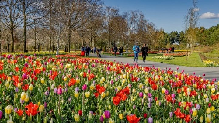 Keukenhof ist geschlossen; in voller Blüte, aber keine Besucher