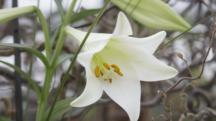Lilyshow