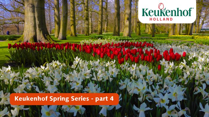 Keukenhof lente serie - 13 april