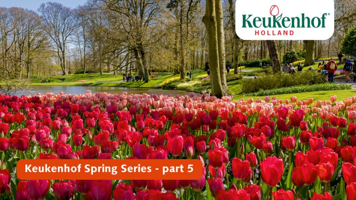 Keukenhof Spring Series - April 20