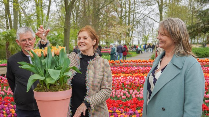 His Majesty’s Ambassador to the Netherlands Joanna Roper officially christen the King Charles Tulip