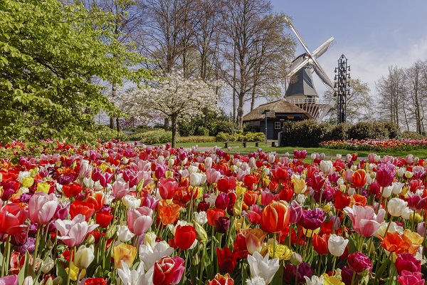  Keukenhof not permitted to open on 20 March 2021 - Keukenhof Motiv 